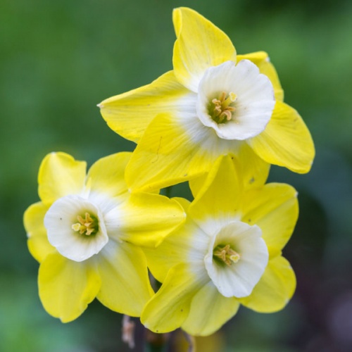 Mini Daffodil Bulbs - Pipit